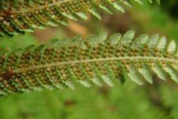 Cyathea medullaris. Underside of fertile lamina showing indusia completely enclosing immature sori.
 Image: L.R. Perrie © Te Papa 2014 CC BY-NC 3.0 NZ